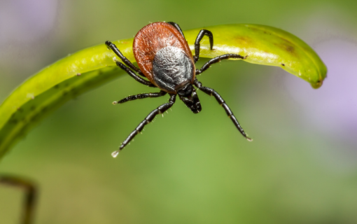 brown-spider-green-leaf-close-up