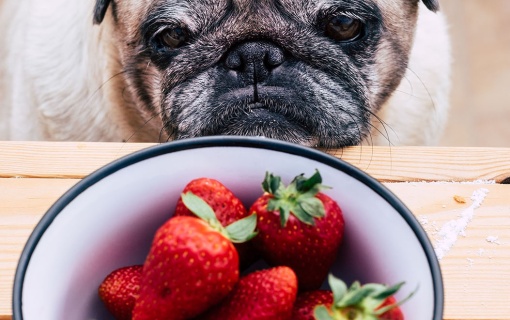 thoughtful-pretty-pug-dog-looking-strawberries-sitting-wooden-table-like-people-best-friends-concept