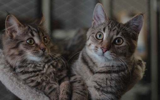 Najpiękniejsze rasy kotów