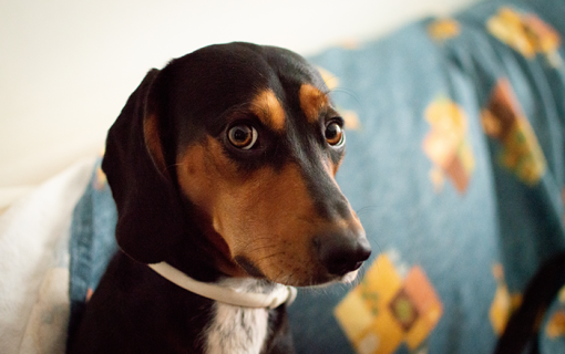 cute-dog-with-bright-brown-eyes-staring
