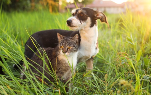 Probiotyk dla psa i kota