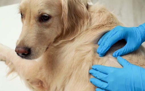 Odrobaczanie psa i szczeniaka